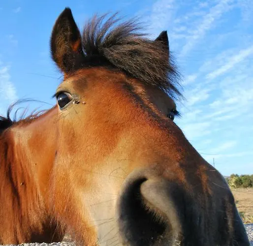 Apartman Chaniotis Kalafáti